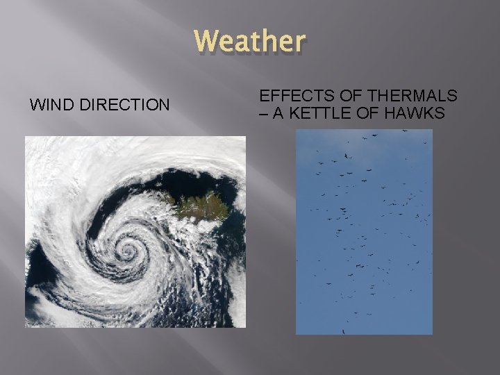 Weather WIND DIRECTION EFFECTS OF THERMALS – A KETTLE OF HAWKS 