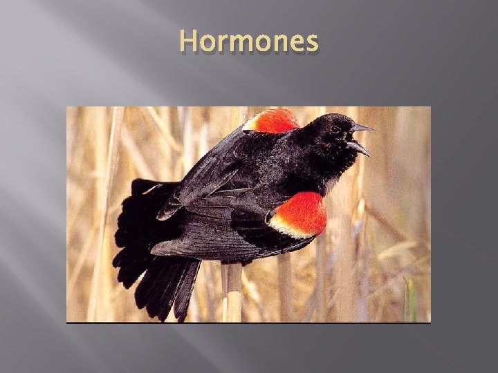 Hormones 
