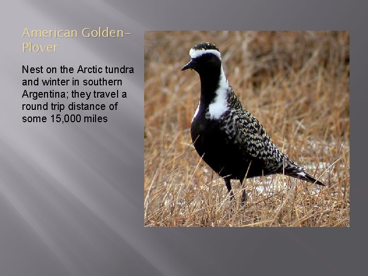 American Golden. Plover Nest on the Arctic tundra and winter in southern Argentina; they