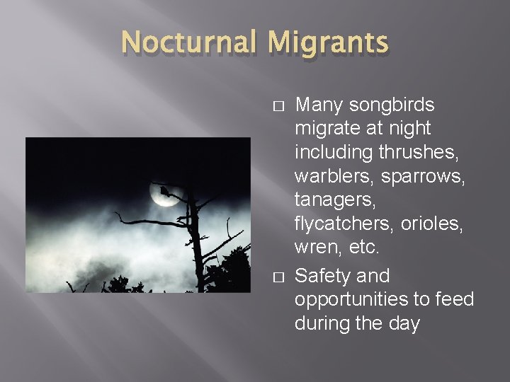 Nocturnal Migrants � � Many songbirds migrate at night including thrushes, warblers, sparrows, tanagers,