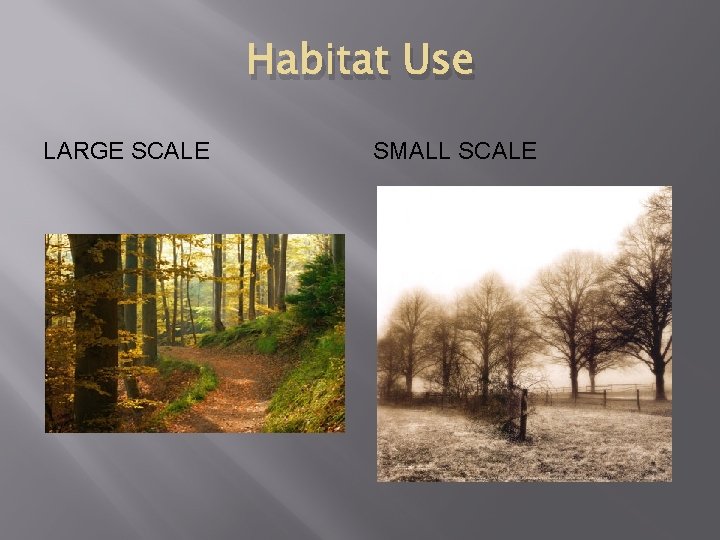 Habitat Use LARGE SCALE SMALL SCALE 