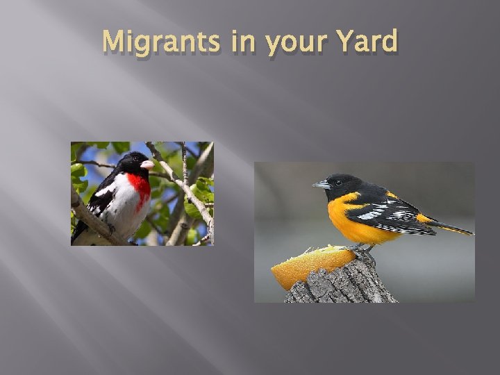 Migrants in your Yard 