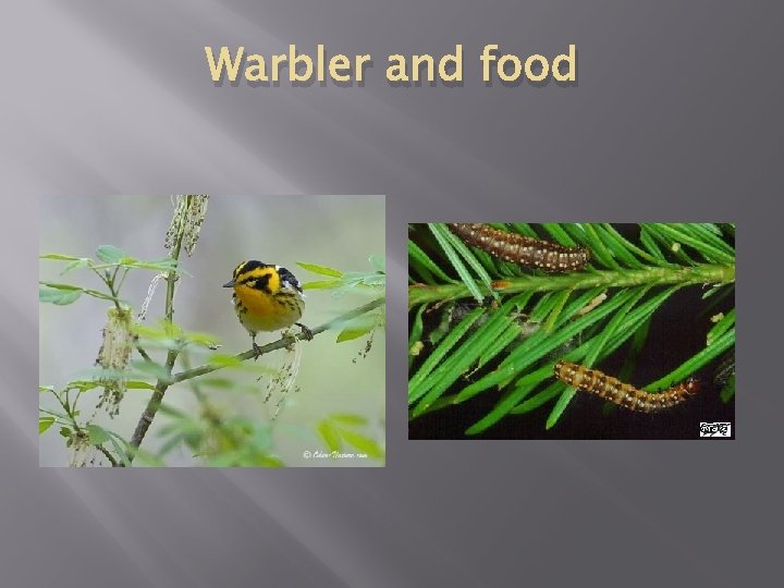 Warbler and food 