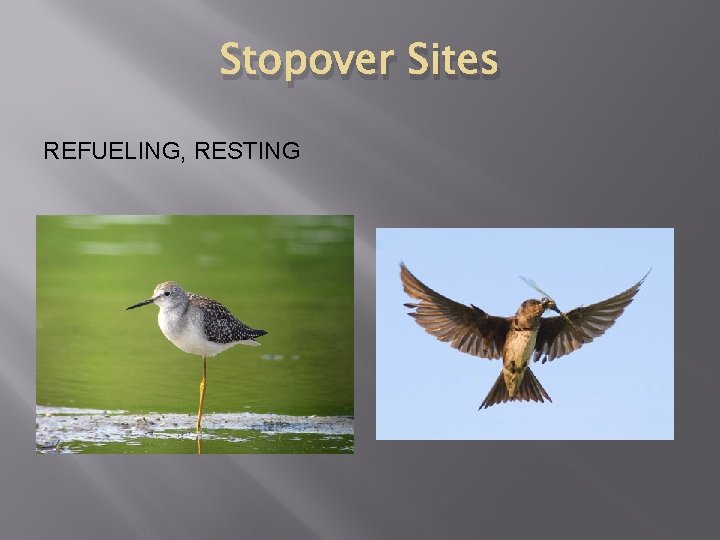 Stopover Sites REFUELING, RESTING 