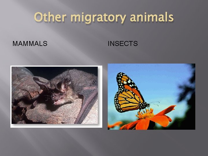 Other migratory animals MAMMALS INSECTS 