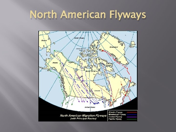 North American Flyways 