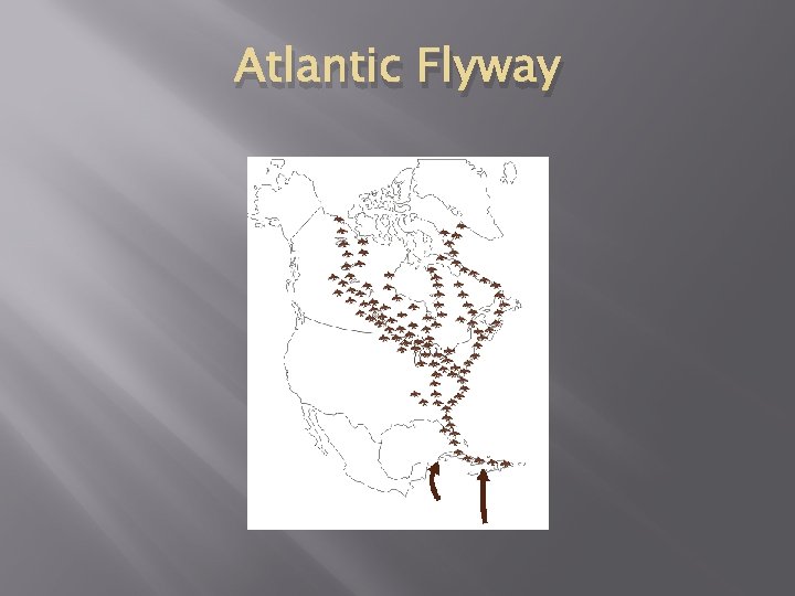 Atlantic Flyway 