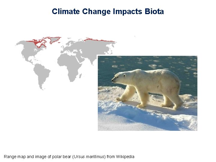 Climate Change Impacts Biota Range map and image of polar bear (Ursus maritimus) from