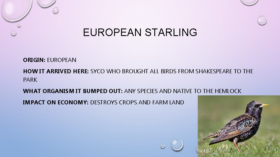 EUROPEAN STARLING ORIGIN: EUROPEAN HOW IT ARRIVED HERE: SYCO WHO BROUGHT ALL BIRDS FROM