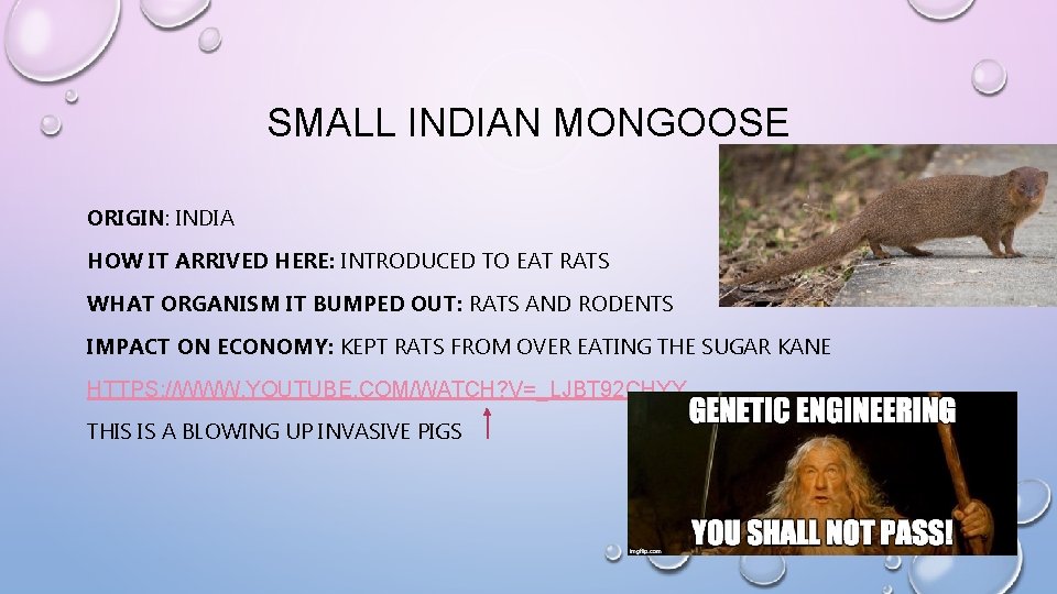 SMALL INDIAN MONGOOSE ORIGIN: INDIA HOW IT ARRIVED HERE: INTRODUCED TO EAT RATS WHAT