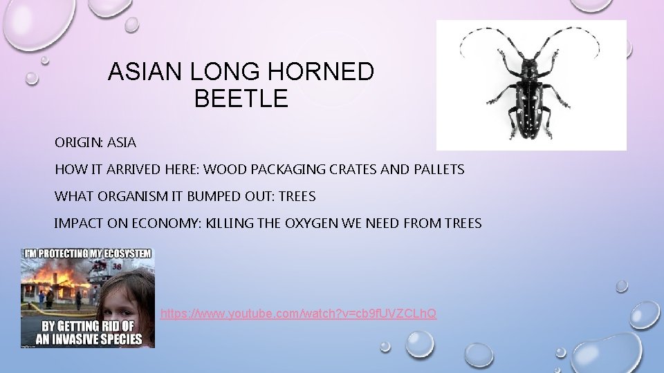 ASIAN LONG HORNED BEETLE ORIGIN: ASIA HOW IT ARRIVED HERE: WOOD PACKAGING CRATES AND