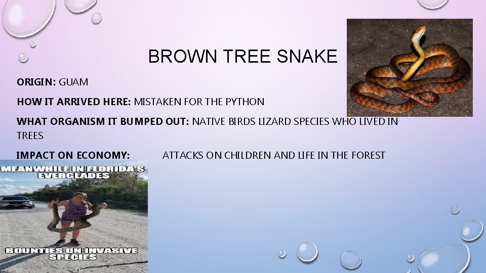 BROWN TREE SNAKE ORIGIN: GUAM HOW IT ARRIVED HERE: MISTAKEN FOR THE PYTHON WHAT