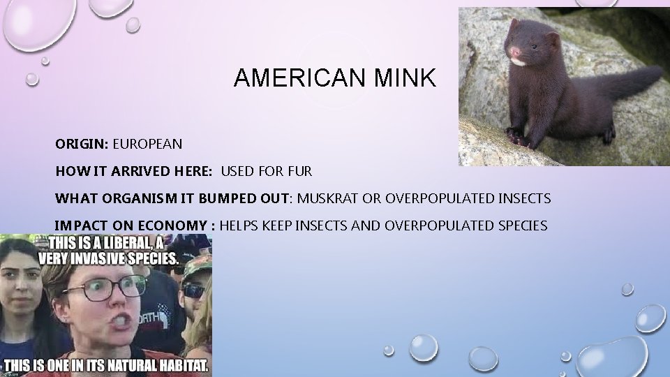 AMERICAN MINK ORIGIN: EUROPEAN HOW IT ARRIVED HERE: USED FOR FUR WHAT ORGANISM IT