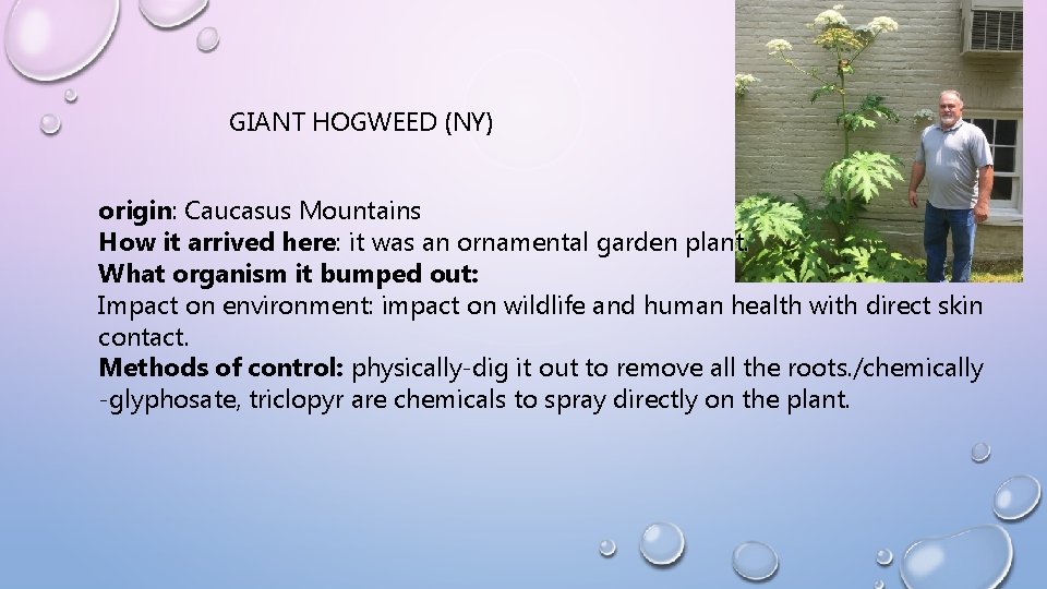 GIANT HOGWEED (NY) origin: Caucasus Mountains How it arrived here: it was an ornamental