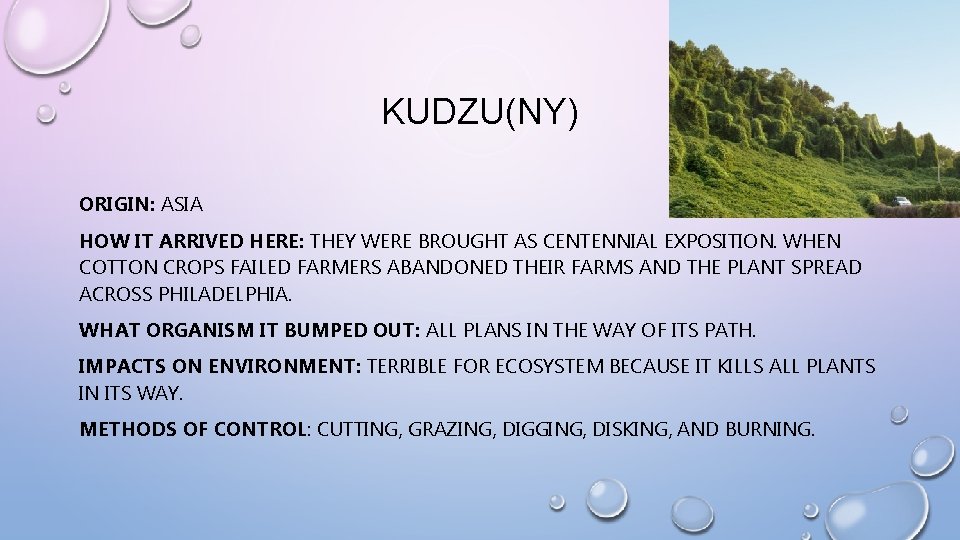 KUDZU(NY) ORIGIN: ASIA HOW IT ARRIVED HERE: THEY WERE BROUGHT AS CENTENNIAL EXPOSITION. WHEN