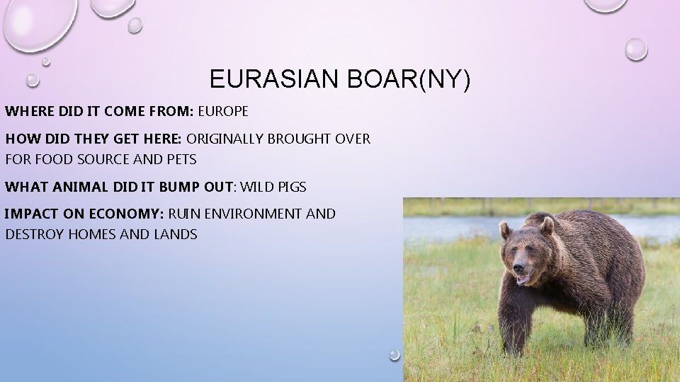 EURASIAN BOAR(NY) WHERE DID IT COME FROM: EUROPE HOW DID THEY GET HERE: ORIGINALLY