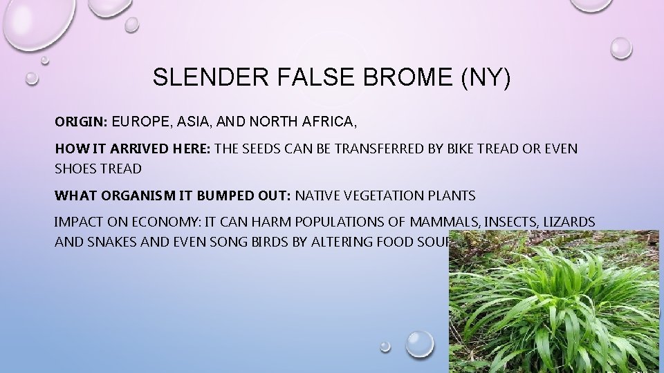 SLENDER FALSE BROME (NY) ORIGIN: EUROPE, ASIA, AND NORTH AFRICA, HOW IT ARRIVED HERE: