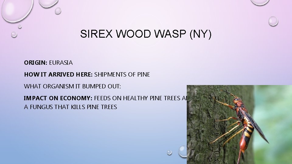 SIREX WOOD WASP (NY) ORIGIN: EURASIA HOW IT ARRIVED HERE: SHIPMENTS OF PINE WHAT