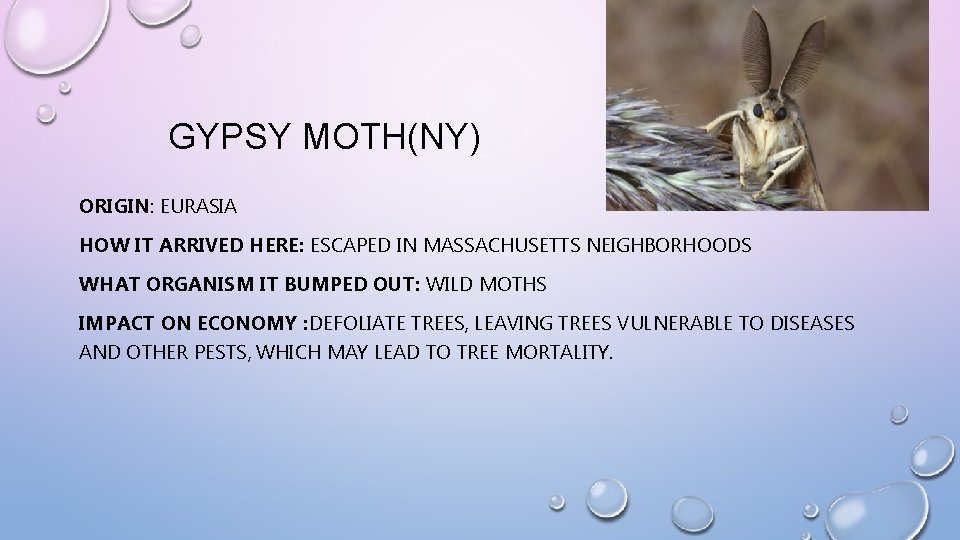 GYPSY MOTH(NY) ORIGIN: EURASIA HOW IT ARRIVED HERE: ESCAPED IN MASSACHUSETTS NEIGHBORHOODS WHAT ORGANISM