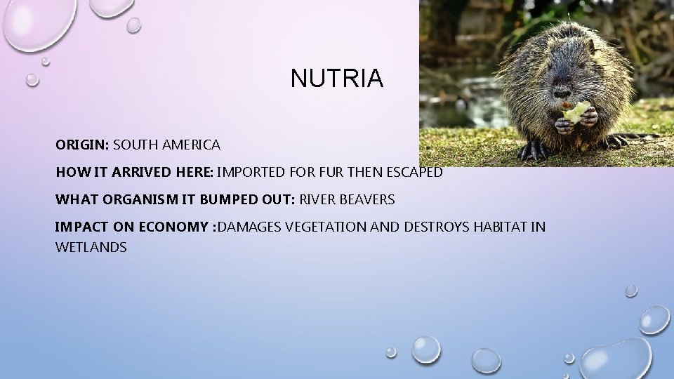 NUTRIA ORIGIN: SOUTH AMERICA HOW IT ARRIVED HERE: IMPORTED FOR FUR THEN ESCAPED WHAT