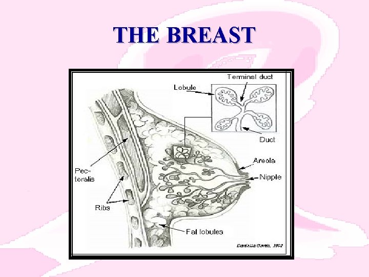 THE BREAST 