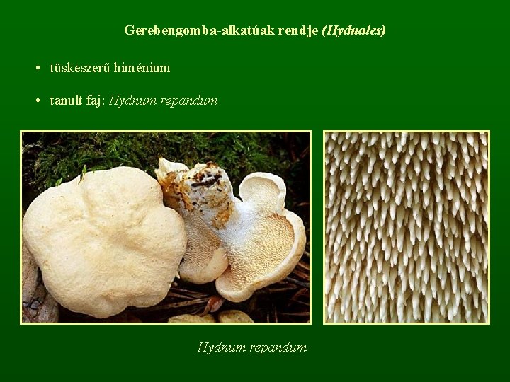 Gerebengomba-alkatúak rendje (Hydnales) • tüskeszerű himénium • tanult faj: Hydnum repandum 