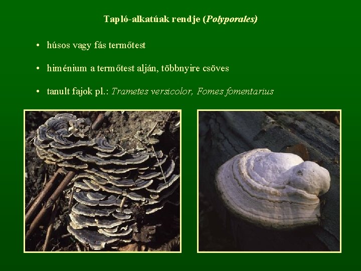 Tapló-alkatúak rendje (Polyporales) • húsos vagy fás termőtest • himénium a termőtest alján, többnyire