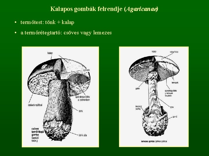 Kalapos gombák felrendje (Agaricanae) • termőtest: tönk + kalap • a termőrétegtartó: csöves vagy