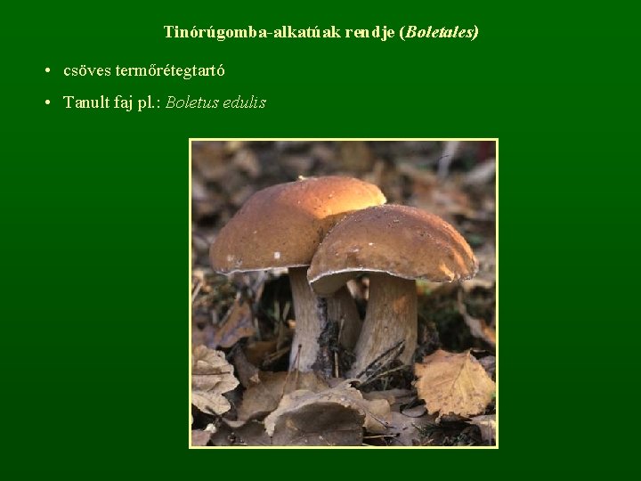 Tinórúgomba-alkatúak rendje (Boletales) • csöves termőrétegtartó • Tanult faj pl. : Boletus edulis 