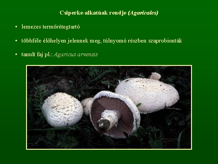 Csiperke-alkatúak rendje (Agaricales) • lemezes termőrétegtartó • többféle élőhelyen jelennek meg, túlnyomó részben szaprobionták