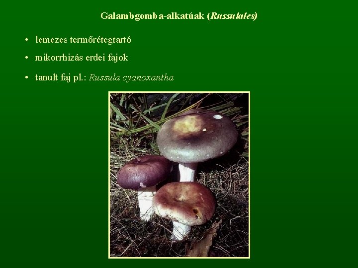 Galambgomba-alkatúak (Russulales) • lemezes termőrétegtartó • mikorrhizás erdei fajok • tanult faj pl. :