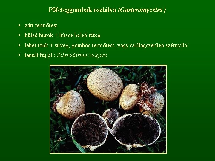 Pöfeteggombák osztálya (Gasteromycetes ) • zárt termőtest • külső burok + húsos belső réteg