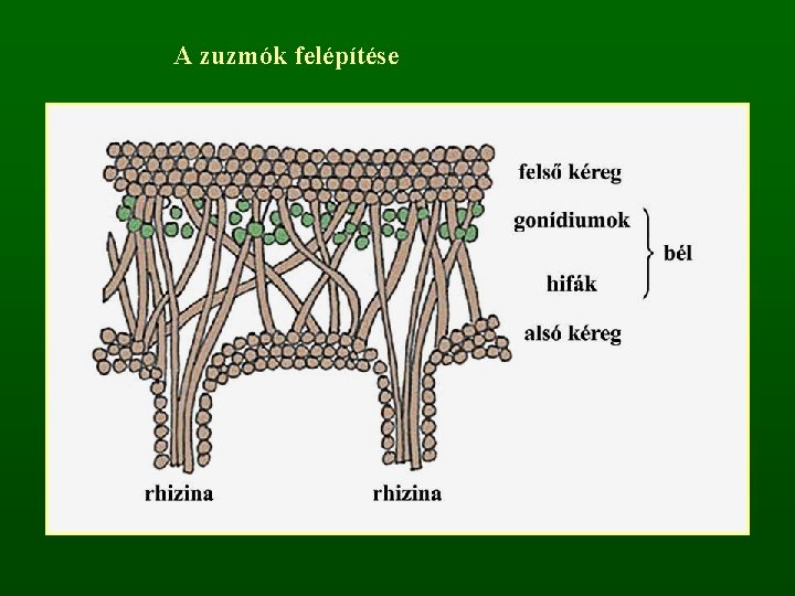 A zuzmók felépítése 