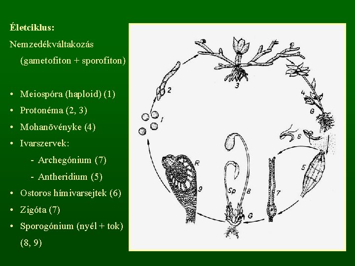 Életciklus: Nemzedékváltakozás (gametofiton + sporofiton) • Meiospóra (haploid) (1) • Protonéma (2, 3) •