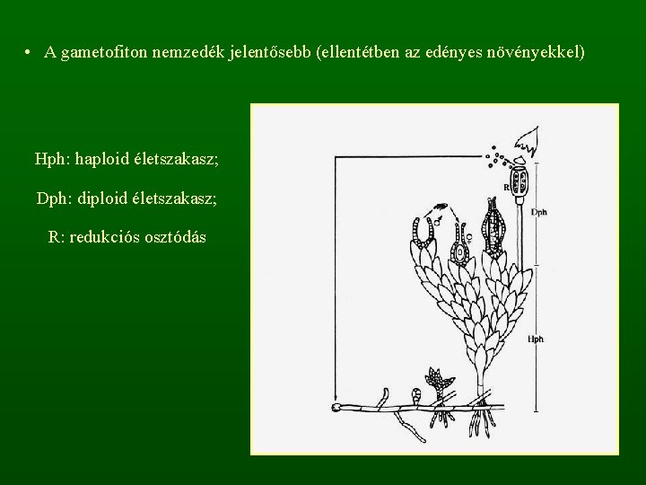  • A gametofiton nemzedék jelentősebb (ellentétben az edényes növényekkel) Hph: haploid életszakasz; Dph: