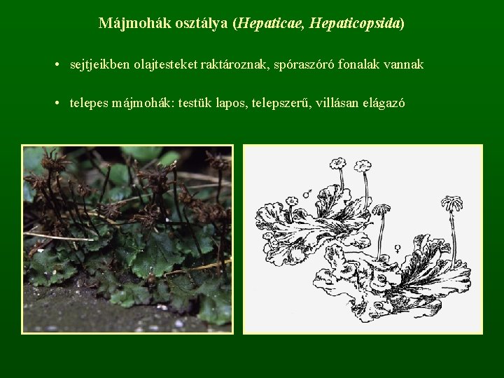 Májmohák osztálya (Hepaticae, Hepaticopsida) • sejtjeikben olajtesteket raktároznak, spóraszóró fonalak vannak • telepes májmohák: