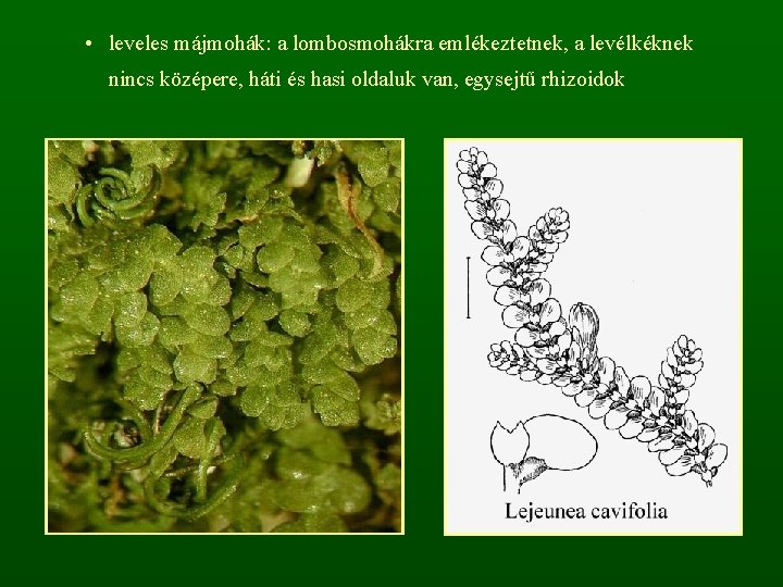  • leveles májmohák: a lombosmohákra emlékeztetnek, a levélkéknek nincs középere, háti és hasi