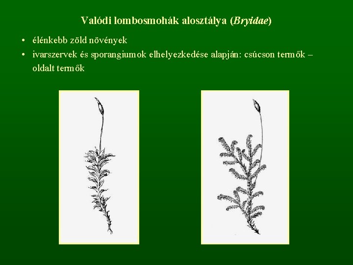 Valódi lombosmohák alosztálya (Bryidae) • élénkebb zöld növények • ivarszervek és sporangiumok elhelyezkedése alapján: