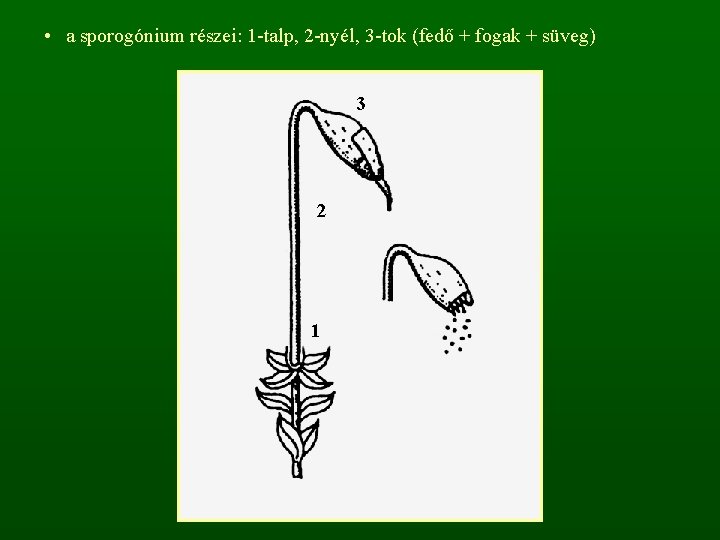  • a sporogónium részei: 1 -talp, 2 -nyél, 3 -tok (fedő + fogak