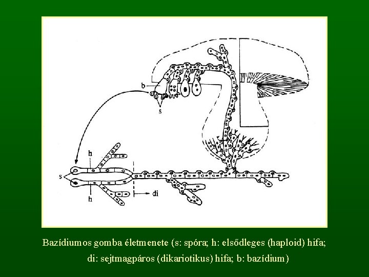 Bazídiumos gomba életmenete (s: spóra; h: elsődleges (haploid) hifa; di: sejtmagpáros (dikariotikus) hifa; b: