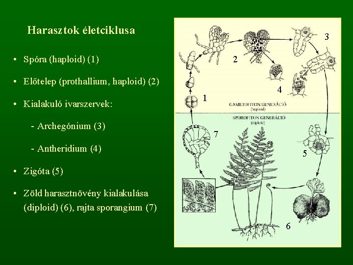 Harasztok életciklusa 3 • Spóra (haploid) (1) 2 • Előtelep (prothallium, haploid) (2) •