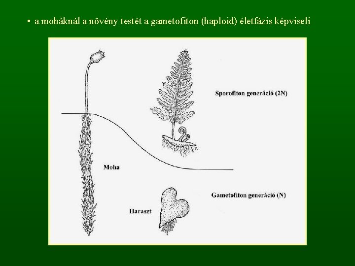  • a moháknál a növény testét a gametofiton (haploid) életfázis képviseli 