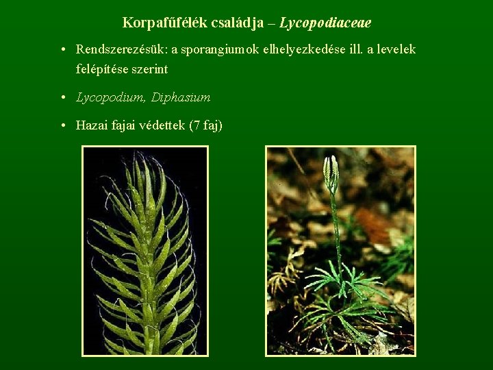 Korpafűfélék családja – Lycopodiaceae • Rendszerezésük: a sporangiumok elhelyezkedése ill. a levelek felépítése szerint