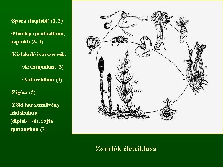  • Spóra (haploid) (1, 2) • Előtelep (prothallium, haploid) (3, 4) • Kialakuló