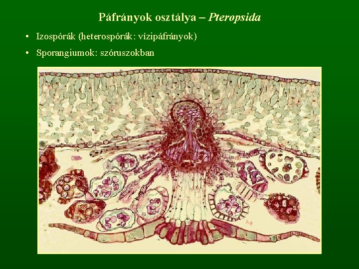 Páfrányok osztálya – Pteropsida • Izospórák (heterospórák: vízipáfrányok) • Sporangiumok: szóruszokban 