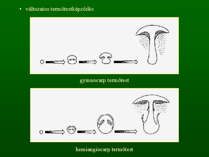  • változatos termőtestképződés gymnocarp termőtest hemiangiocarp termőtest 