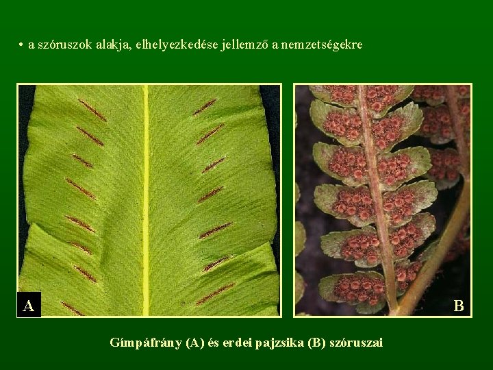  • a szóruszok alakja, elhelyezkedése jellemző a nemzetségekre A B Gímpáfrány (A) és