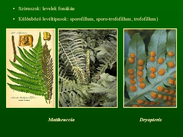  • Szóruszok: levelek fonákán • Különböző levéltípusok: sporofillum, sporo-trofofillum, trofofillum) Mattheuccia Dryopteris 