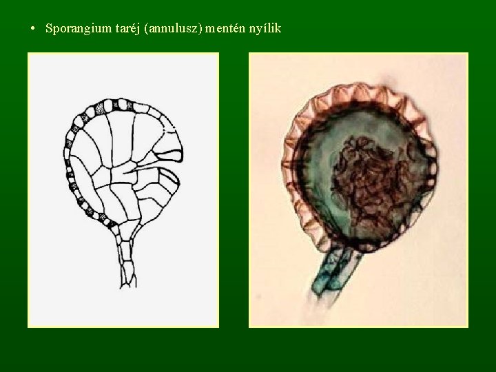  • Sporangium taréj (annulusz) mentén nyílik 