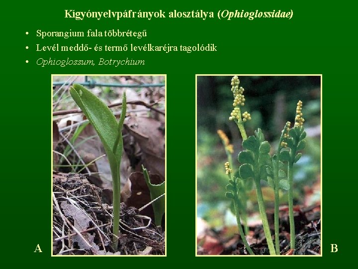 Kígyónyelvpáfrányok alosztálya (Ophioglossidae) • Sporangium fala többrétegű • Levél meddő- és termő levélkaréjra tagolódik